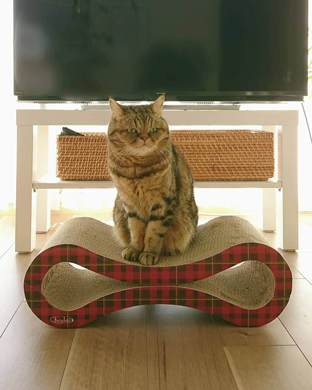 寅次郎（とらちゃん）さんのインスタグラム写真 - (寅次郎（とらちゃん）Instagram)「☆ love the top of the scratching pad . バリバリ⚡ 新しい爪とぎが、来たにゃ🎶 . この形、僕のお気に入りにゃの💓 .  @keytail222 さんの爪とぎをモニターさせていただきました。  早速気に入ってバリバリしたりくつろいだりして使っています。 とぎかすも少なくて長持ちしそうです！ . #にゃんネイルアンバサダー #にゃんネイルメビウス #keytail222ねこ自慢2月 #にゃんネイル222 #keytail222 . #cat #cute #meow #貓 #ねこ #エキゾチックショートヘア #無敵の親バカ同盟 #猫のいる暮らし #にゃんすたぐらむ #ペコねこ部 #ねことの暮らし」2月7日 18時26分 - torachanthecat