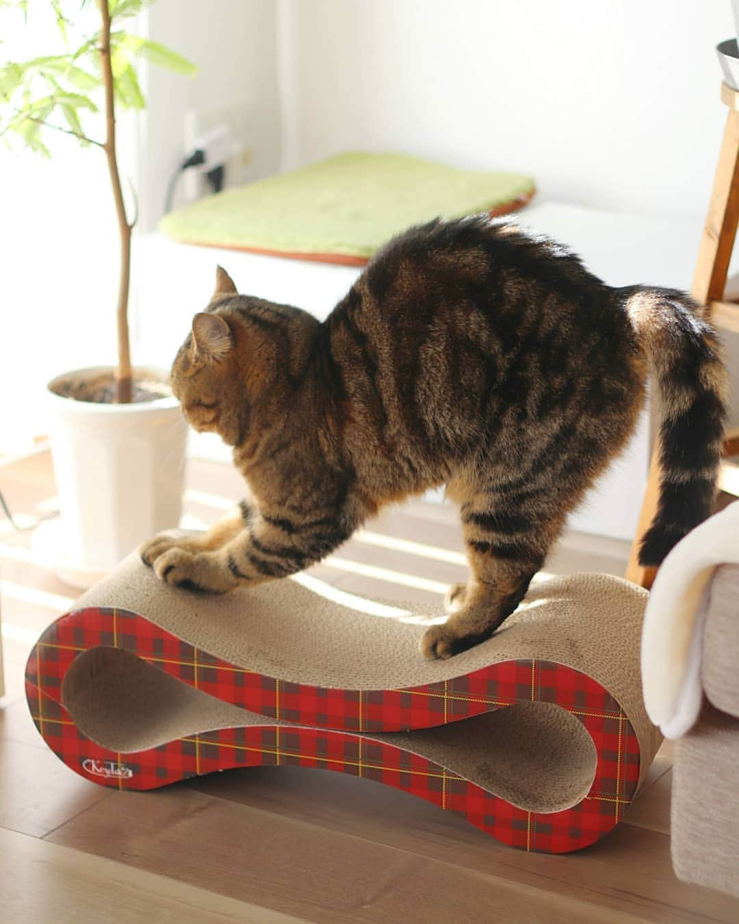 寅次郎（とらちゃん）さんのインスタグラム写真 - (寅次郎（とらちゃん）Instagram)「☆ love the top of the scratching pad . バリバリ⚡ 新しい爪とぎが、来たにゃ🎶 . この形、僕のお気に入りにゃの💓 .  @keytail222 さんの爪とぎをモニターさせていただきました。  早速気に入ってバリバリしたりくつろいだりして使っています。 とぎかすも少なくて長持ちしそうです！ . #にゃんネイルアンバサダー #にゃんネイルメビウス #keytail222ねこ自慢2月 #にゃんネイル222 #keytail222 . #cat #cute #meow #貓 #ねこ #エキゾチックショートヘア #無敵の親バカ同盟 #猫のいる暮らし #にゃんすたぐらむ #ペコねこ部 #ねことの暮らし」2月7日 18時26分 - torachanthecat