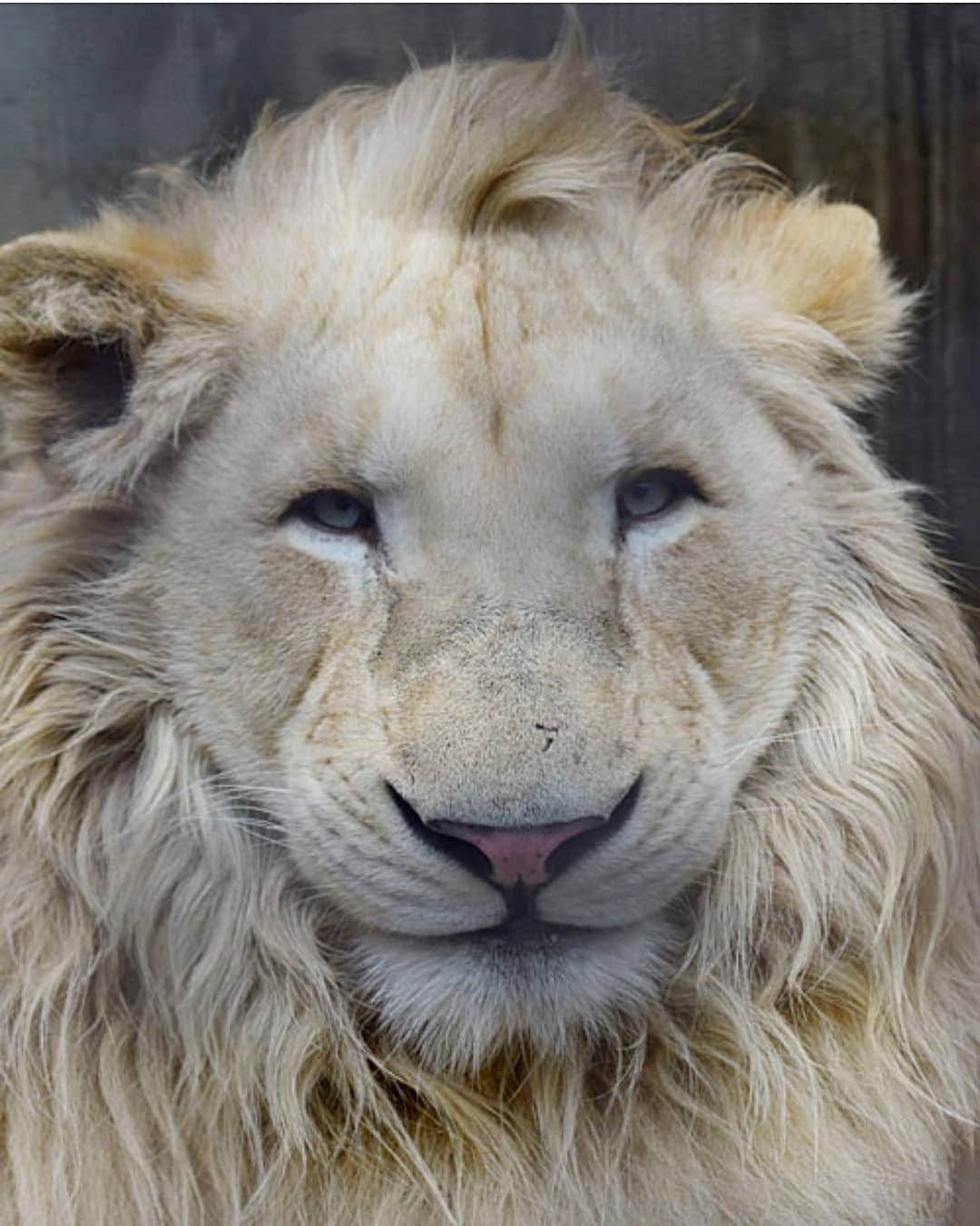 大西ライオンさんのインスタグラム写真 - (大西ライオンInstagram)「今日のTBS系列の「動物スクープ100連発」に出ております。 ライオンさんのバーターです。ライオン様々でございます！ 宇都宮動物園のステルクさんです。男前です。」2月7日 18時30分 - onishilion2010