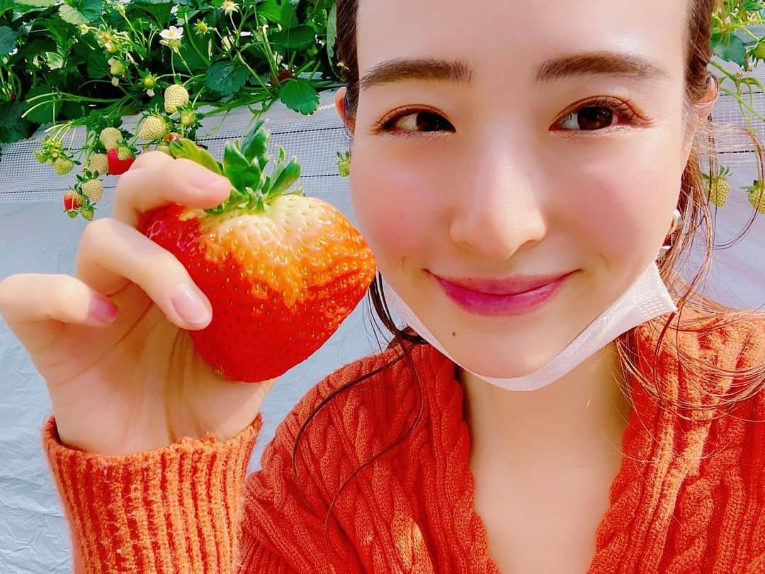 齊藤家澄さんのインスタグラム写真 - (齊藤家澄Instagram)「#かおりの #🍓 #🍓💕 #100は食た♡ #胃がたぷたぷ♡ #終了後苦しくなった！orz!w #いちご100% #めちゃ🐎すぎた!!!😋 #スーパーのとは違う!!!」2月7日 18時36分 - kanchi_w