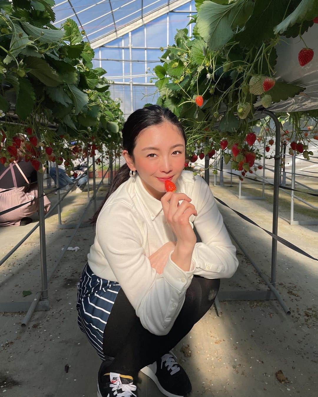 園都さんのインスタグラム写真 - (園都Instagram)「🍓  ゴルフの帰り道、 いちご農園の看板を見つけて ふらっといちご狩りへ。  いちご狩り食い選手権あったら 優勝するくらい食べました  1日中ゴルフウェア着てた。笑  いつも旅は寄り道が多め。 思わぬハプニングも珍道中も好き。 今、その瞬間、今日を楽しむよ  #いちご狩り」2月7日 18時49分 - miyakosono_official