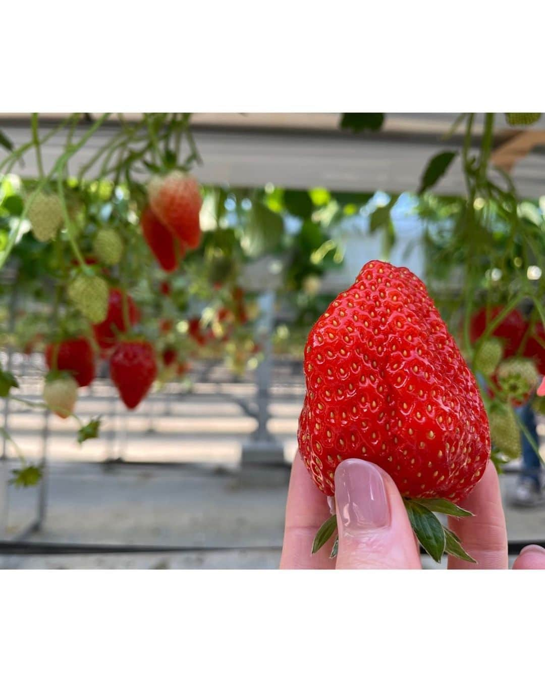 園都さんのインスタグラム写真 - (園都Instagram)「🍓  ゴルフの帰り道、 いちご農園の看板を見つけて ふらっといちご狩りへ。  いちご狩り食い選手権あったら 優勝するくらい食べました  1日中ゴルフウェア着てた。笑  いつも旅は寄り道が多め。 思わぬハプニングも珍道中も好き。 今、その瞬間、今日を楽しむよ  #いちご狩り」2月7日 18時49分 - miyakosono_official