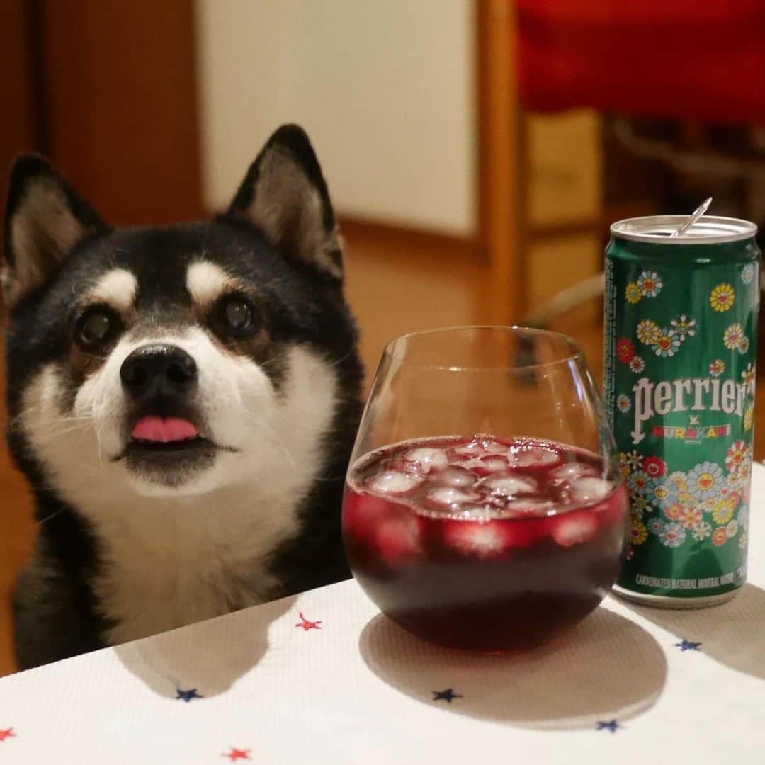 くろさんのインスタグラム写真 - (くろInstagram)「赤ワインのペリエ割り🍷👅 #perrier #ペリエ #ペリエ村上隆 #おうちペリエ #赤ワイン炭酸割り #赤ワインソーダ #赤ワインソーダ割り #リーデル #リーデルグラス #リーデルワイングラス #黒柴 #柴犬 #イッヌ #晩酌犬 #目線の先にはおやつ #犬かわいいよ #犬かわいいぬ #犬かわいい #イッヌかわいい #イッヌのいる暮らし #柴犬のいる暮らし #黒柴のいる暮らし #わんこのいる暮らし #チョイペロ #ちょいぺろ #ペロリスト #ぺろりすと」2月7日 18時42分 - m6bmw