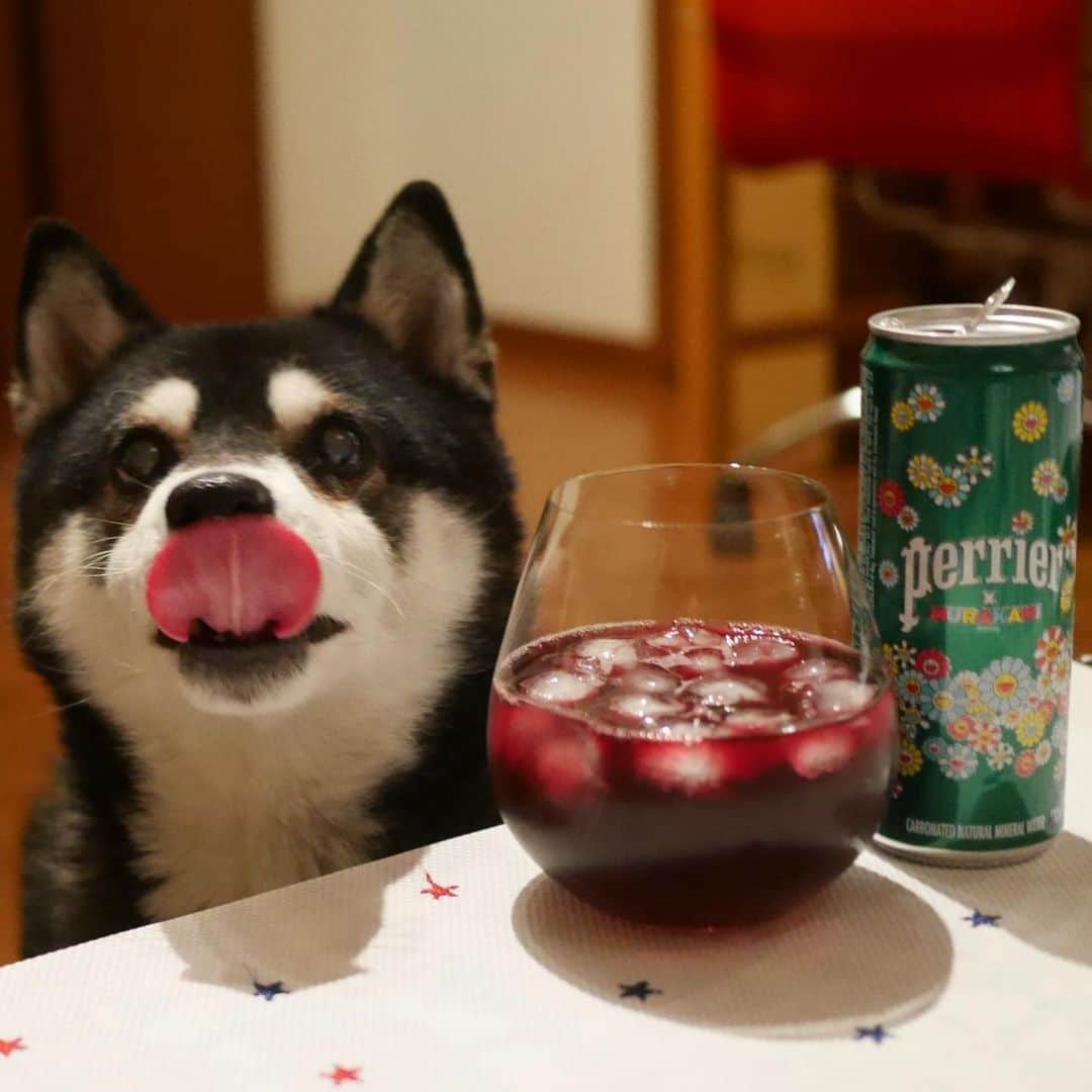 くろさんのインスタグラム写真 - (くろInstagram)「赤ワインのペリエ割り🍷👅 #perrier #ペリエ #ペリエ村上隆 #おうちペリエ #赤ワイン炭酸割り #赤ワインソーダ #赤ワインソーダ割り #リーデル #リーデルグラス #リーデルワイングラス #黒柴 #柴犬 #イッヌ #晩酌犬 #目線の先にはおやつ #犬かわいいよ #犬かわいいぬ #犬かわいい #イッヌかわいい #イッヌのいる暮らし #柴犬のいる暮らし #黒柴のいる暮らし #わんこのいる暮らし #チョイペロ #ちょいぺろ #ペロリスト #ぺろりすと」2月7日 18時42分 - m6bmw