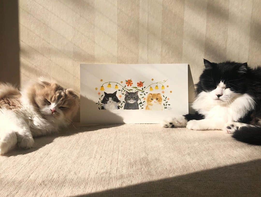 布川愛子さんのインスタグラム写真 - (布川愛子Instagram)「🐈🐈🐈 conceptual artist/ stylistのふくしまアヤさん @ayafukushima_ の愛猫さん達を描かせていただきました🌟アヤさんの画面越しからも伝わってくるキラッキラのお人柄にすっかり大ファンに😍♨️そして大切な猫さんたちの大ファンでもあります😻  昨年三匹の愛猫さんたちをどうしても絵にしたい気持ちが我慢できず、描かせてくださいと恐れ多くもご連絡したら、嬉しいお返事をくださいまして実現しました🙏😻✨ ご縁を繋いでくれた友人にも感謝です😆💛  まずたくさんのお時間お待ちいただいてしまった&真ん中のレオさんの仕上げは本当に試行錯誤だったのですがアヤさんと、お空からきっと見ていてくれたレオさん🐾がたくさん助けてくれて、無事に絵の形にする事ができました。良かった、嬉しいな☺️🐈✨貴重な機会をありがとうございます💛　#aikofukawa_illustration #aikofukawa #布川愛子」2月7日 18時43分 - aikofukawa