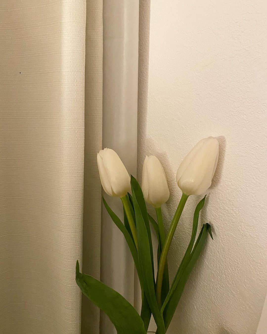 内山愛さんのインスタグラム写真 - (内山愛Instagram)「白いチューリップ可愛い🤍  お部屋にお花があると気分も上がる🕊」2月7日 18時55分 - ai_uchiyama