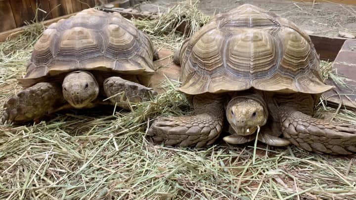 大阪ECO動物海洋専門学校のインスタグラム：「ケヅメリクガメのもぐもぐタイム🤤🍴 インスタの投稿を見ている在校生のみなさん👀 テスト勉強ははかどっていますか✏️？？  寝不足注意⚠️ 適度に休憩しながら明日からのテスト期間乗り切りましょー！！！  #ケヅメリクガメ #もぐもぐタイム  #大阪ECO #大阪ECO動物海洋専門学校 #動物 #専門学校 #動物飼育 #動物園 #水族館 #飼育員 #ドルフィントレーナー #アクアリスト #動物看護師 #トリマー #ドッグトレーナー #トリミング #犬 #animal #dog #リクガメ」