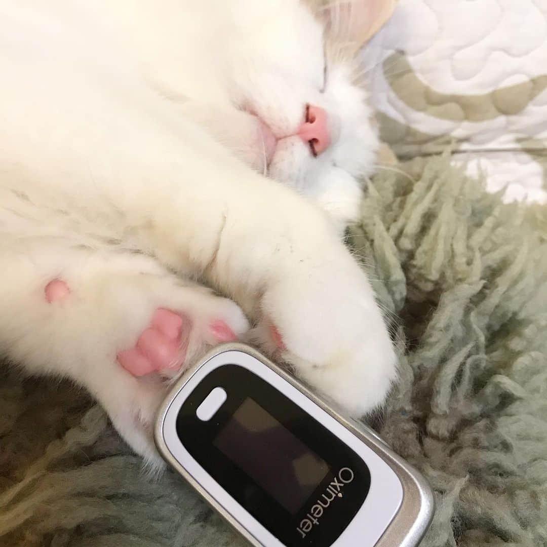 亜羽音さんのインスタグラム写真 - (亜羽音Instagram)「もしもの時のためにパルスオキシメーターを買いました。 🐈のは測れなかったです。  #新型コロナ #猫のいる暮らし #猫 #ノルウェージャンフォレストキャット  #パルスオキシメーター」2月7日 19時09分 - ahanechan