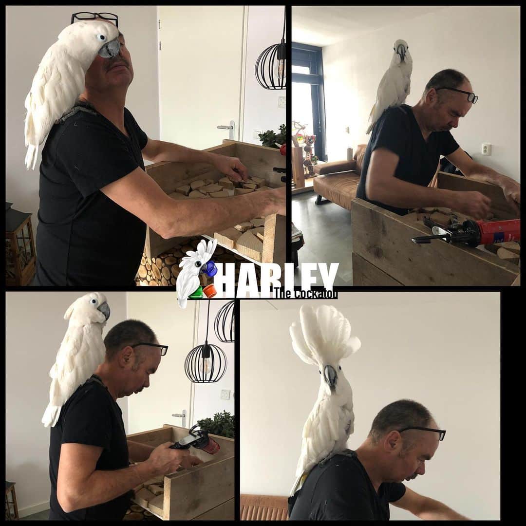 ? Enjoy Harley's Lifeのインスタグラム：「Helping daddy making outside tables 😍😃#daddysgirl#pets#awesome#couplegoals❤ #happy#bird#instagood #instaparrots #instalike #instagram #facebook」