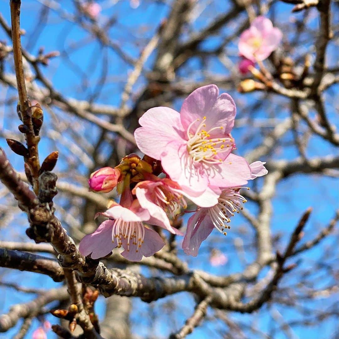 chiyo1173さんのインスタグラム写真 - (chiyo1173Instagram)「#outfitoftheday  お散歩がてら近所の美味しいパン屋さんへ🍞 パン屋さんって、 行くとついつい買い過ぎちゃいますよね。 ・ ・ そしてストーリーにも載せましたが、 途中で見つけた河津桜。 ここ数日暖かかったからかもう数輪咲き始めていて、 春を感じて嬉しかったな🌸🌸🌸 ・ ・ beanie：#apstudio #エーピーストゥディオ  tops：#plage #プラージュ skirt：#kuumfashion #クウム bag：#ebagos #エバゴス shoes：#goldengoose #ゴールデングース ・ ・ #ootd#instafashion#コーデ#大人カジュアル#きれいめカジュアル#シンプルコーデ#スニーカー女子#スニーカーコーデ#locari#ロカリ」2月7日 19時24分 - chiyo1173