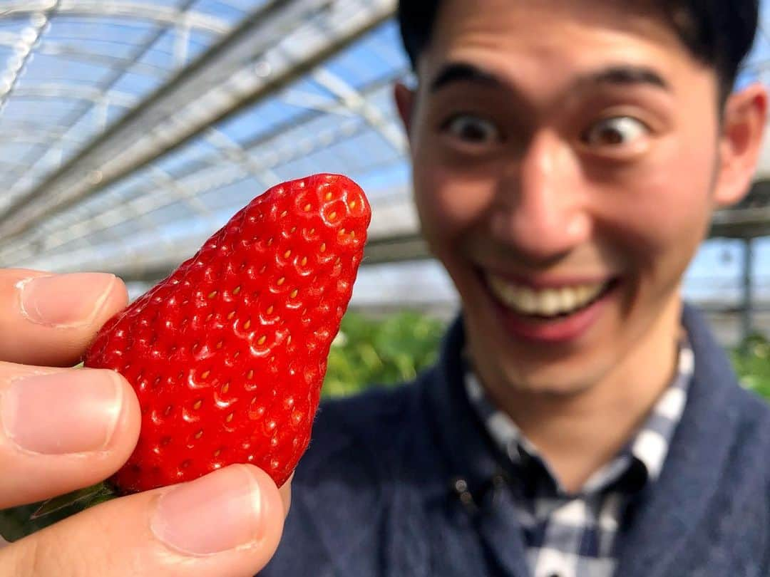 重盛赳男さんのインスタグラム写真 - (重盛赳男Instagram)「NBSみんなの信州🍓 先週は、取材で千曲市の「あんずの里アグリパーク」におじゃましました！（2年連続2回目） . イチゴ狩りは新型コロナの感染対策を徹底。 さらに、イチゴを贅沢に使った4種類のパンを新たに発売して、お客を迎えています。 パンはすぐ完食してしまい写真を撮り忘れました。笑 . #NBS #長野放送 #NBSみんなの信州 #みんなの信州 #あんずの里アグリパーク #イチゴ狩り #重盛赳男 #アナウンサー」2月7日 19時19分 - shigemoritakeo