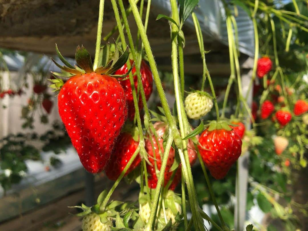 重盛赳男さんのインスタグラム写真 - (重盛赳男Instagram)「NBSみんなの信州🍓 先週は、取材で千曲市の「あんずの里アグリパーク」におじゃましました！（2年連続2回目） . イチゴ狩りは新型コロナの感染対策を徹底。 さらに、イチゴを贅沢に使った4種類のパンを新たに発売して、お客を迎えています。 パンはすぐ完食してしまい写真を撮り忘れました。笑 . #NBS #長野放送 #NBSみんなの信州 #みんなの信州 #あんずの里アグリパーク #イチゴ狩り #重盛赳男 #アナウンサー」2月7日 19時19分 - shigemoritakeo