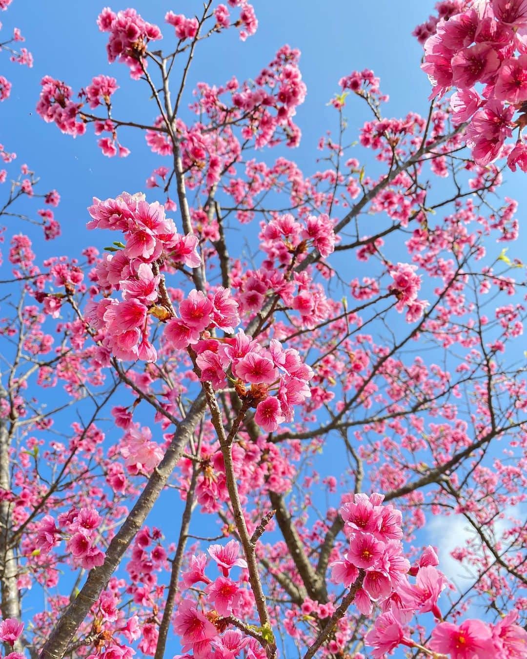宮城夏鈴さんのインスタグラム写真 - (宮城夏鈴Instagram)「今日沖縄は桜が満開になりました！  泣けるくらい綺麗な桜ってあるんだと思ったよ本当！🥲  いろんな事があった一年でしたが 春は来た！ということと、  自然の美しさ、かわいさ、健気さに背中を押されたような  なんとも言えない今日でした！  一足先にみんなに〜桜のLoveよ届け〜🌸  #桜」2月7日 19時25分 - karin_karin0516