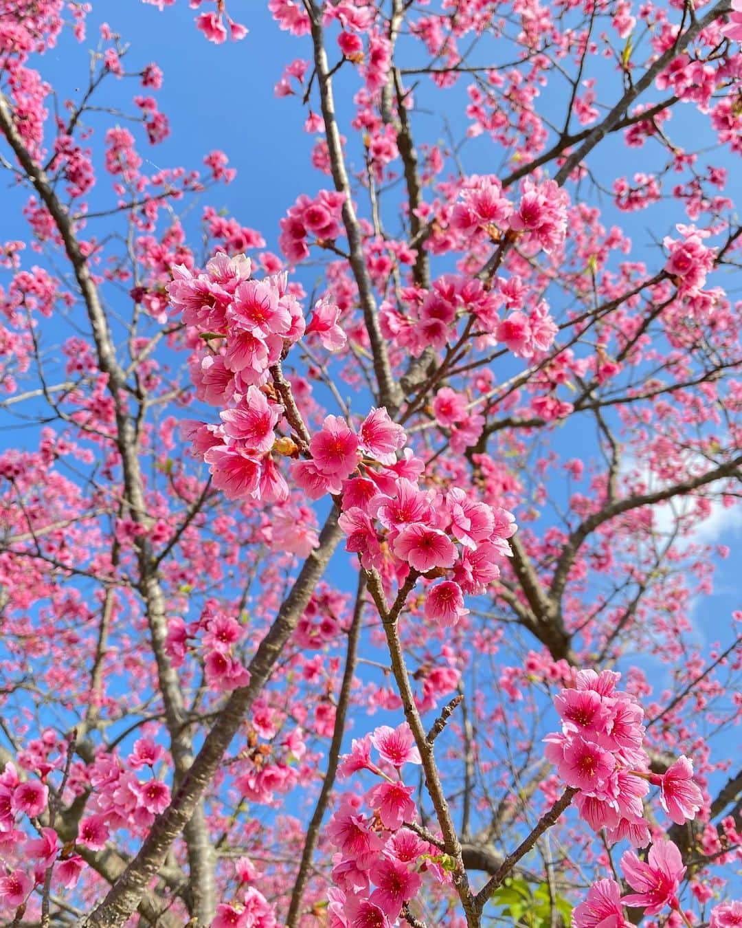宮城夏鈴さんのインスタグラム写真 - (宮城夏鈴Instagram)「今日沖縄は桜が満開になりました！  泣けるくらい綺麗な桜ってあるんだと思ったよ本当！🥲  いろんな事があった一年でしたが 春は来た！ということと、  自然の美しさ、かわいさ、健気さに背中を押されたような  なんとも言えない今日でした！  一足先にみんなに〜桜のLoveよ届け〜🌸  #桜」2月7日 19時25分 - karin_karin0516