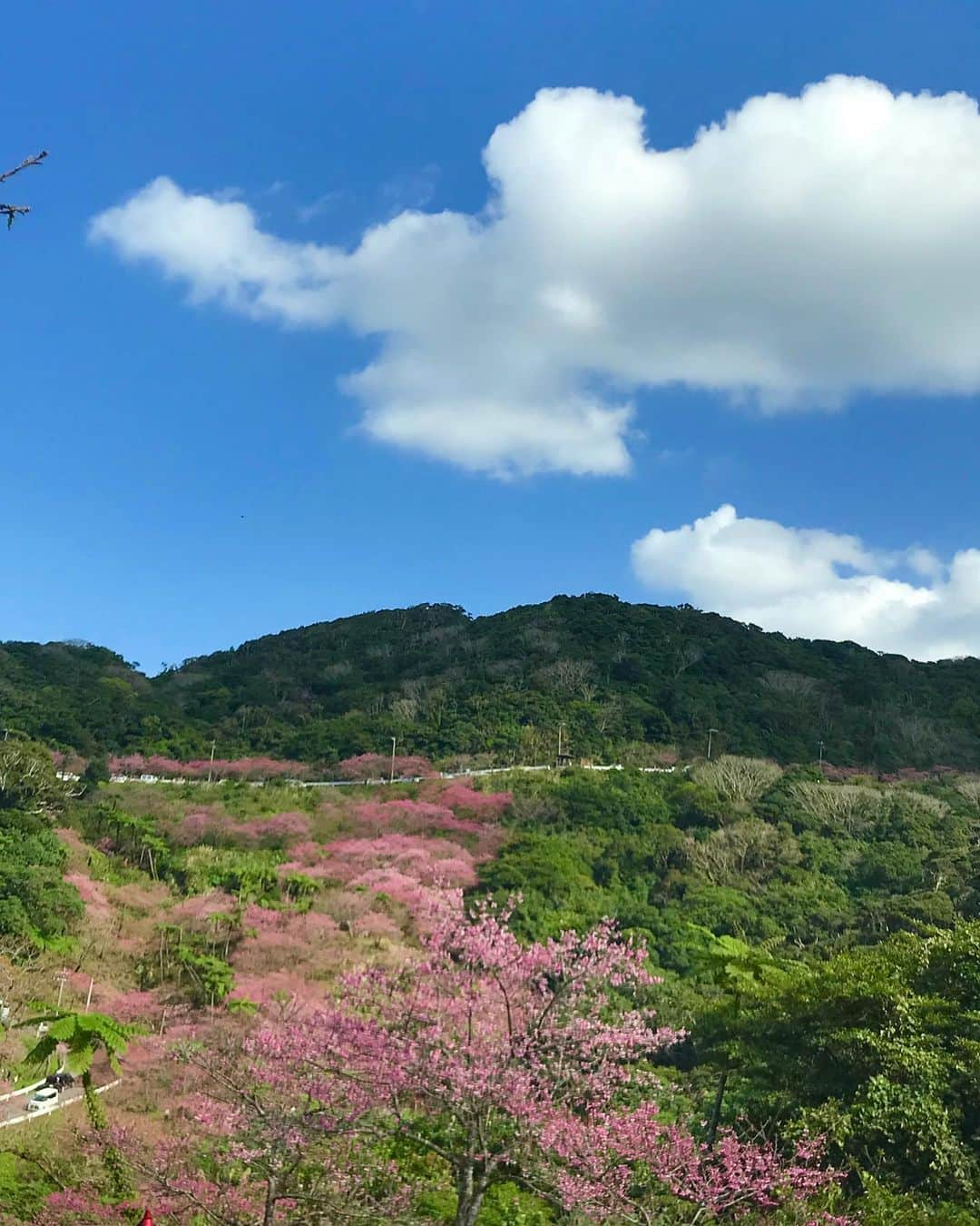 Kayoさんのインスタグラム写真 - (KayoInstagram)「🌸先週の八重岳(2020.1.31) 満開のカンヒザクラと青空が最高🐝 ヘゴのある景色、好きやわあ♡」2月7日 19時28分 - kayosaaku