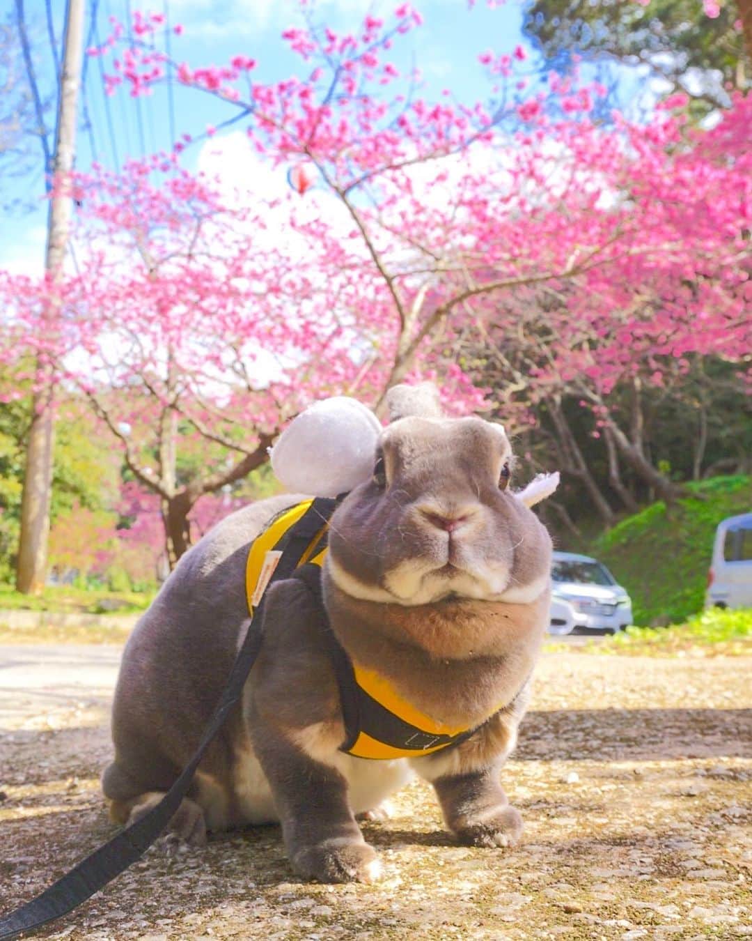 Kayoのインスタグラム：「🌸先週の八重岳(2020.1.31) 満開のカンヒザクラと青空が最高🐝 ヘゴのある景色、好きやわあ♡」