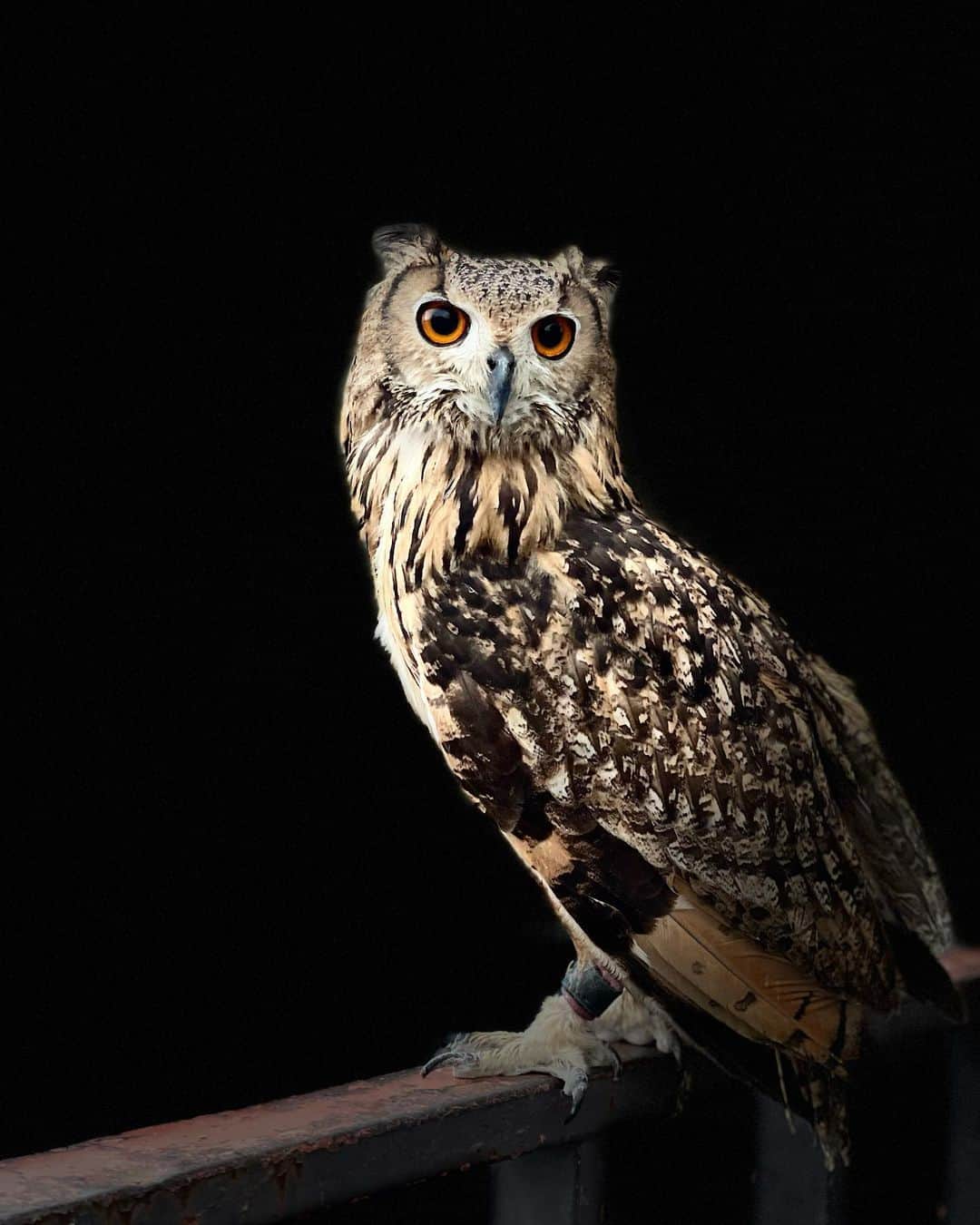 和田美枝のインスタグラム：「フクロウ🦉  #歩いてて偶然出会う #Fukurō #Owl #鳥 #凛としとる #ポートレートで #夜みたいになった」