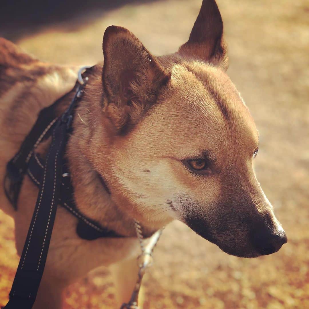 佐々木海のインスタグラム：「どこのアイライナー使ってるんですか？ #犬 #イヌ #イヌスタグラム #いぬすたぐらむ #犬バカ部 #いぬばか部 #ふわもこ部 #いぬら部 #犬のいる暮らし #保護犬 #元野犬 #雑種 #雑種犬 #ビビり犬 #里親 #保護犬を家族に #保護犬を飼おう #殺処分ゼロ #dog #dogs #dogstagram #doglove #doglover #doglovers #doglife #dogslife #rescuedog #rescueddog」