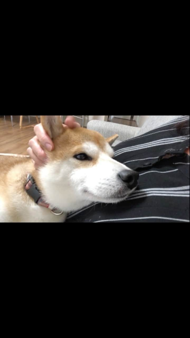 ゆうとろ（柴犬ゆうと猫のとろ）のインスタグラム