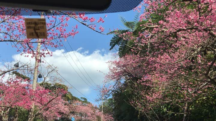 Kayoのインスタグラム：「八重岳🌸🚗 ・ ・ #okinawa #drive #movie #flowers #八重岳 #桜 #カンヒザクラ #ダレカニミセタイケシキ #ドライブ #動画」