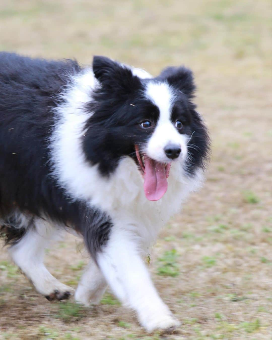 犬バカ部宣伝部長さんのインスタグラム写真 - (犬バカ部宣伝部長Instagram)「これ。ルン♫って出てるよね🐼💕﻿ なんならスキップしてるくらい楽しそうやけどね🤣﻿ ﻿ #犬バカ部 #bordercollie #ボーダーコリー #dog﻿ #犬 #白黒 #そら #ルン♫」2月7日 20時01分 - umetaturou