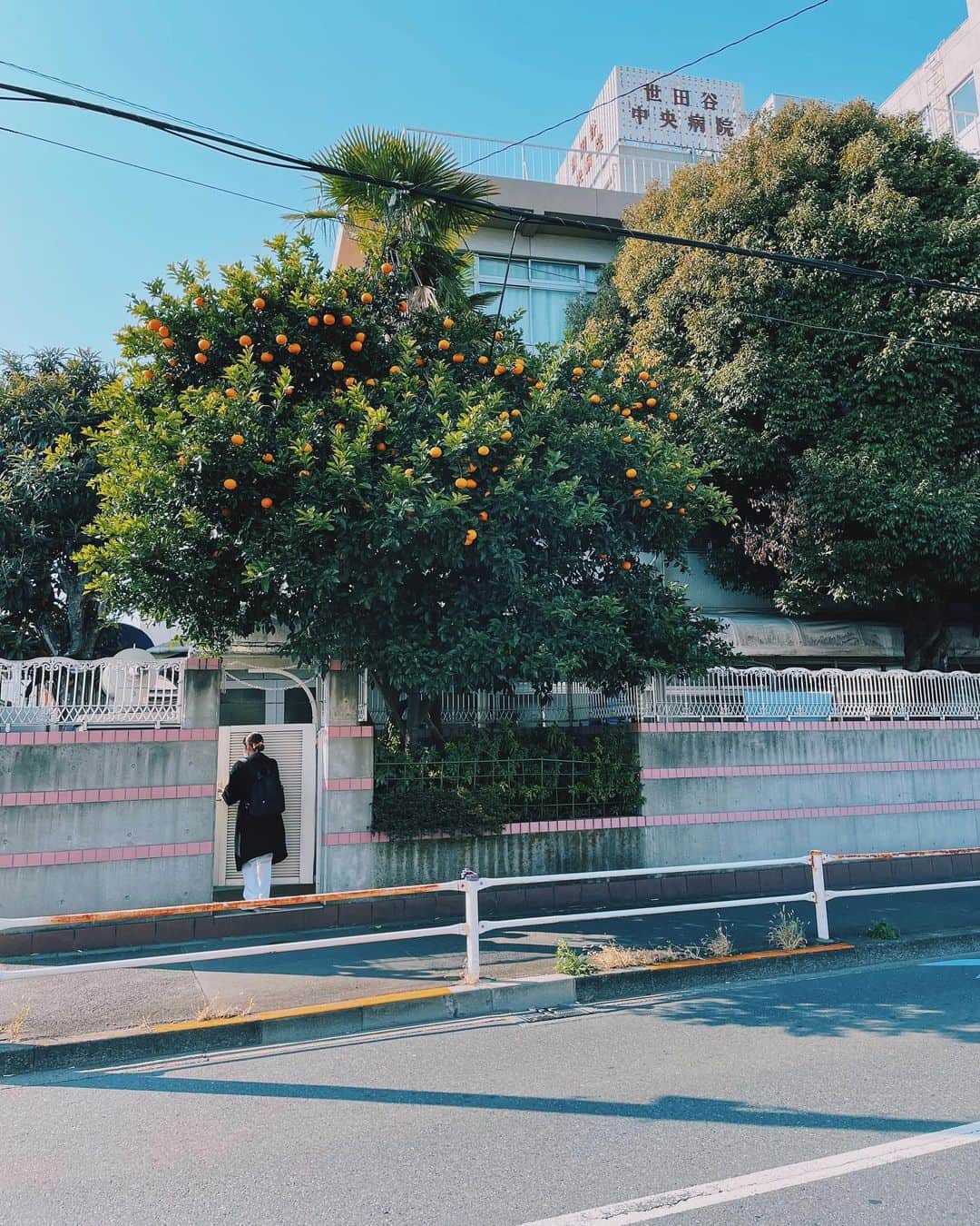 花楓のインスタグラム：「🌳🍊🌳🍊🌳  👦🏻「あれ食べれる？🍊」 👩🏻「取ったら捕まるよ🤚🏻」  つづく」