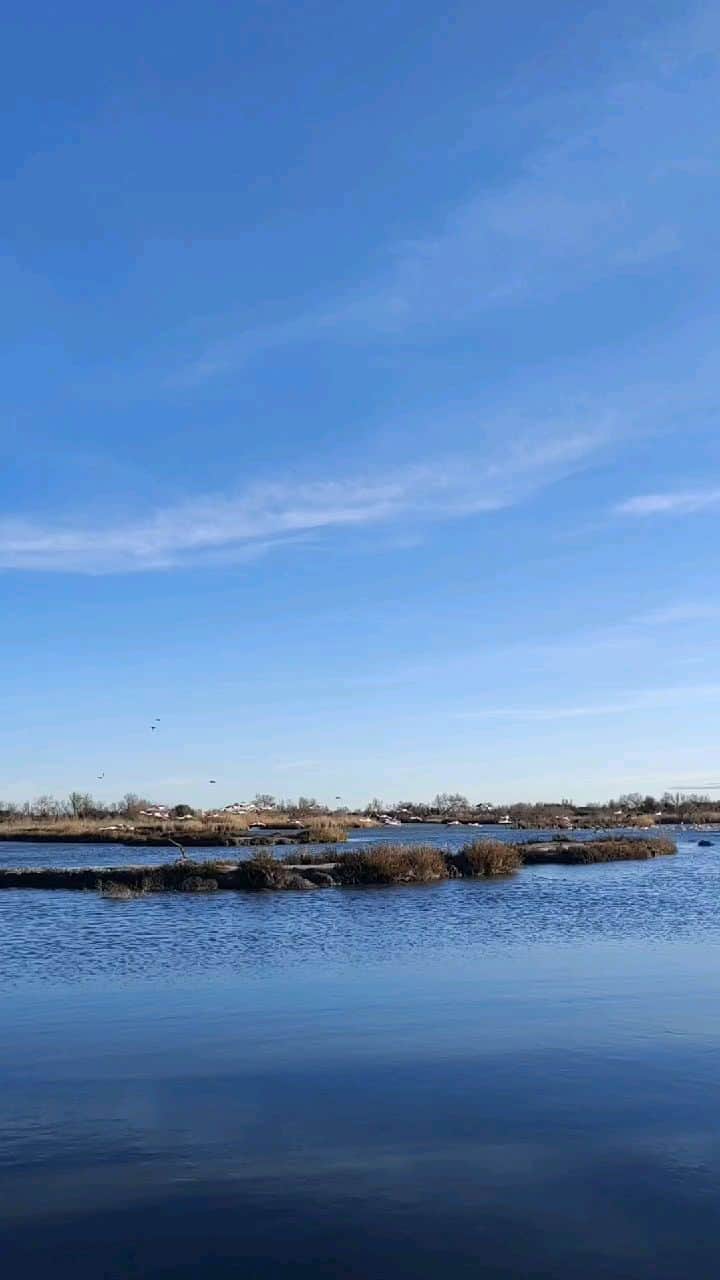 のインスタグラム：「💕🦩 Camargue, réserve naturelle  @parcornithologiquepontdegau」