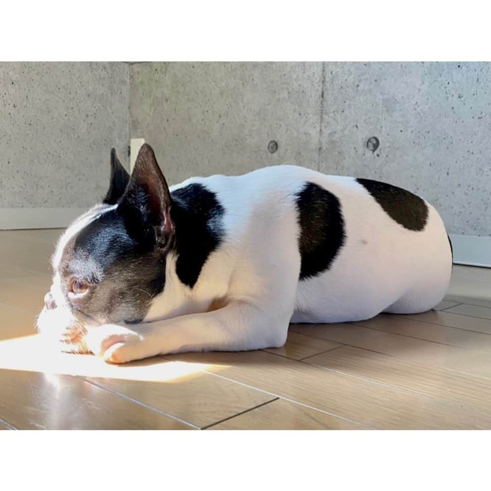 中田奈沙さんのインスタグラム写真 - (中田奈沙Instagram)「What are you thinking about?  #frenchbulldog #frenchie #buhi #dog #cutie #sweetie #dogstagram #instadog #pet #family #baskinginthesun #basking #pied #フレンチブルドッグ #フレブル #ブヒ #犬 #家族 #愛犬 #ペット #いぬすたぐらむ #親バカ #犬バカ部 #パイド #ひなたぼっこ #牛柄」2月7日 20時12分 - nasa_nakada