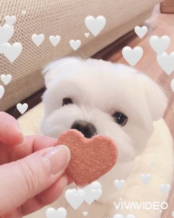 のインスタグラム：「...🐶💓🐶..・.💕 . . もうすぐバレンタインデーですね💓 . . ということで、ちょっと早いけど、私からハート♥️のクッキーをプレゼント。 仲良く半分こ😋 . . 奥歯でカリッとできるのは、おかゆだけ👍もっちは前歯しかつかえないから、できませ〜〜ん😆 . . . .  ❤︎ . . . #maltese #malteseofinstagram #happydog #dogsmile #doglove #doglover #dogstagram #instadog #lovedogs #ilovemydog #cutedog #dogoftheday #말티즈 #馬爾濟斯 . #okayusan #マルチーズ #犬バカ部 #白い犬 #わんこ #犬のいる暮らし #エブリドッグ #みんなのわんこ #わんこと暮らす幸せ #マルチーズ好き #奈良犬 #ふわもこ部 #鼻ぺちゃ #バレンタインプレゼント #ハートのクッキー #大好きだよ」