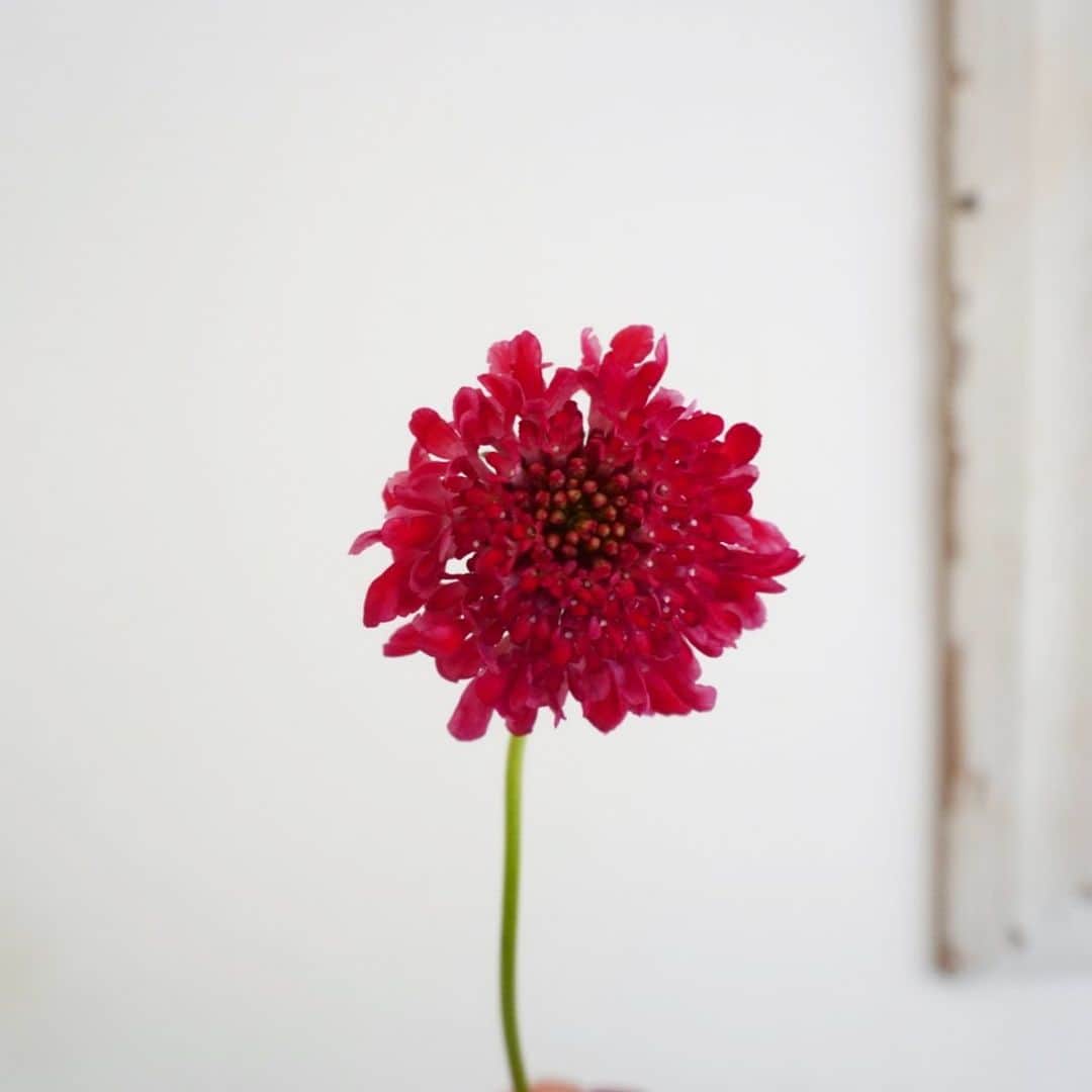 Hana+(はなぷらす)❁ちはな❁北九州さんのインスタグラム写真 - (Hana+(はなぷらす)❁ちはな❁北九州Instagram)「*﻿ *﻿ ／﻿ 日曜21時新作🌷﻿ ＼﻿ ﻿ 今週の新作で﻿ スカビオサさん登場𖡼.𖤣𖥧﻿ ﻿ ﻿ ぷっくりシルエットな可愛いお花ですが﻿ 押し花でぺたんこにしてごめんなさい🙈笑﻿ ﻿ ﻿ スカビオサにも白や濃い赤、紫など﻿ 様々な色があるのだけど﻿ 今回仕入れることができた色味は﻿ 濃いピンクでパッと華やかに🙈💕﻿ ﻿ ﻿ たくさんは仕入れられなかったので﻿ 数量限定です🙇‍♀️﻿ 在庫なくなり次第﻿ オーダー終了させて頂きます🙇‍♀️﻿ ﻿ ﻿ そして...﻿ 日曜21時に新作販売させて頂いて半年程？﻿ 今回の販売で日曜21時は﻿ 一旦お休みさせて頂きます🙇‍♀️﻿ ﻿ ﻿ 理由はおいおいお知らせしますが﻿ 今後も新作も出しますし﻿ 常にオーダーはお受けしますので﻿ 特に変わりません🤣💕笑﻿ ﻿ ﻿ ﻿ 商品やお取り扱い店舗については﻿ ￣￣￣￣￣￣￣￣￣￣￣￣￣￣￣￣﻿ @hanaplus_flower のURLより﻿ ￣￣￣￣￣￣￣￣￣￣￣￣￣￣￣﻿ HPご覧下さい♡⃛﻿ ￣￣￣￣￣￣￣￣﻿ ﻿ ﻿ 𖡼.𖤣𖥧お取り扱い店舗𖡼.𖤣𖥧﻿ ￣￣￣￣￣￣￣￣￣￣￣￣￣￣￣￣￣￣￣￣￣￣﻿ ☞2/9-18 たまプラーザテラス1F﻿ ﻿ ※ハンドメイドマルシェ内﻿ ﻿ ﻿ @hanaplus_flower のURLよりご確認下さい𖡼.𖤣𖥧﻿ ﻿ ￣￣￣￣￣￣￣￣￣￣￣￣￣￣￣￣￣￣￣￣￣￣﻿ ﻿ Instagramに載せているデザインも﻿ オーダー可能です♡⃛ ﻿ DMや公式LINE(＠hanaplus)からの﻿ ご連絡もお待ちしてます！﻿ ﻿ ﻿ ﻿ #ハンドメイド #花のある暮らし #花雑貨 #押し花 #iPhoneケース #スマホケース #ハナプラス #スカビオサ #日曜21時﻿」2月7日 20時21分 - hanaplus_flower