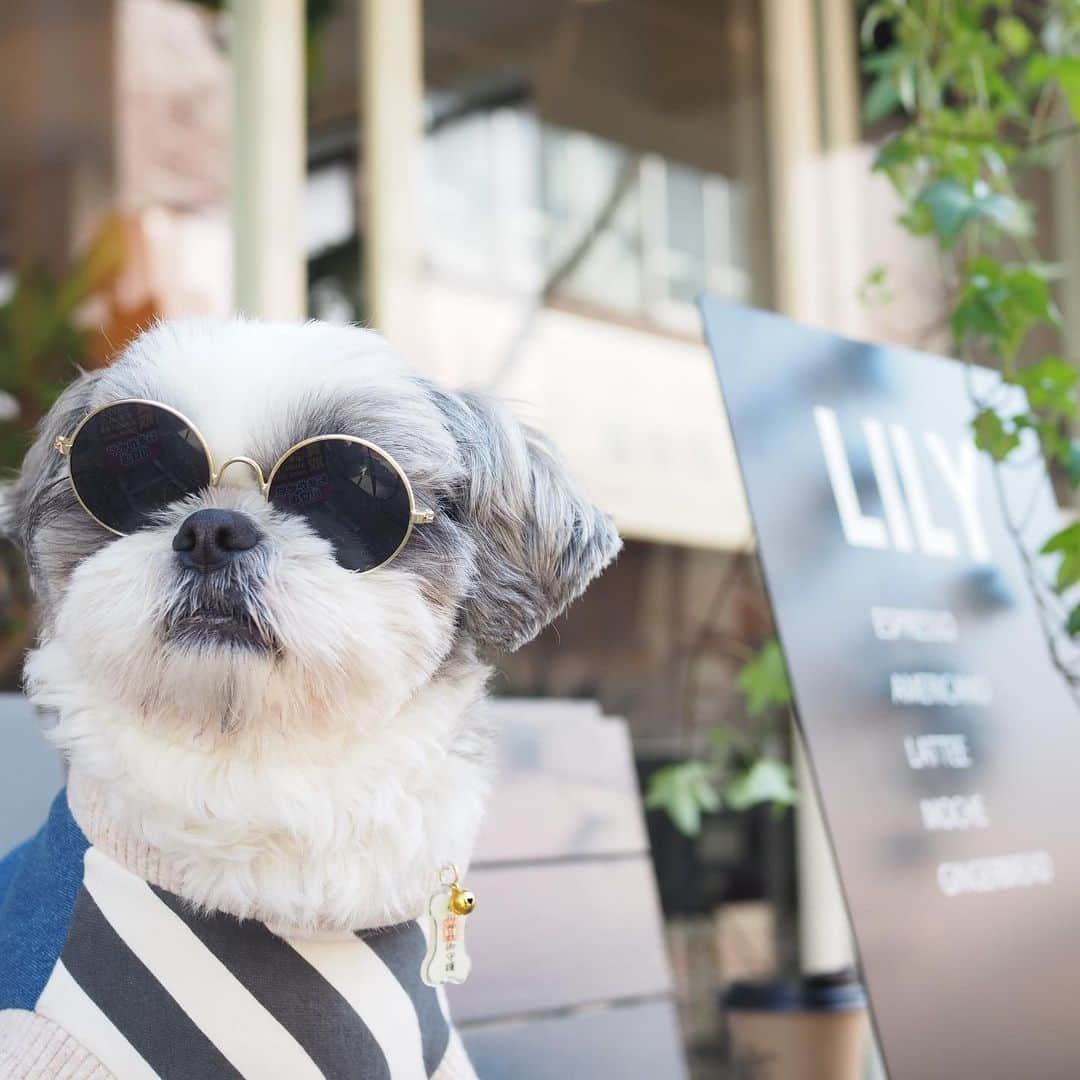 いくらさんのインスタグラム写真 - (いくらInstagram)「HAPPY SUNDAY🐶🕶☕️☀️ ・ 晴れた日の日曜日 短く長い1日の始まり 決められたすることもなく ブラブラ町を歩く🐶🕶♫ ・ 近所にできたお洒落なコーヒースタンド☕️✨ ・ お洒落な植物と美味しいコーヒー😍🌴☕️ ・ 午後はお昼寝までできて最高の日曜日だったよ🐶👍 ・ ・ #ジョソレノソ #shizthu #シーズー #dogsofinstagram #シース #dog #shihtzu #犬 #shizthulovers #cute #シーズー犬 #犬のいる暮らし #シーズー男の子 #dogstagram #シーズー大好き #いぬすたぐらむ #シーズー大好き部 #わんすたぐらむ #愛犬 #ふわもこ部 #shihtzugram #いぬバカ部 #cutedogs #shihtzulovers #sunday #coffeestand #日曜日」2月7日 20時32分 - i_am_ikura