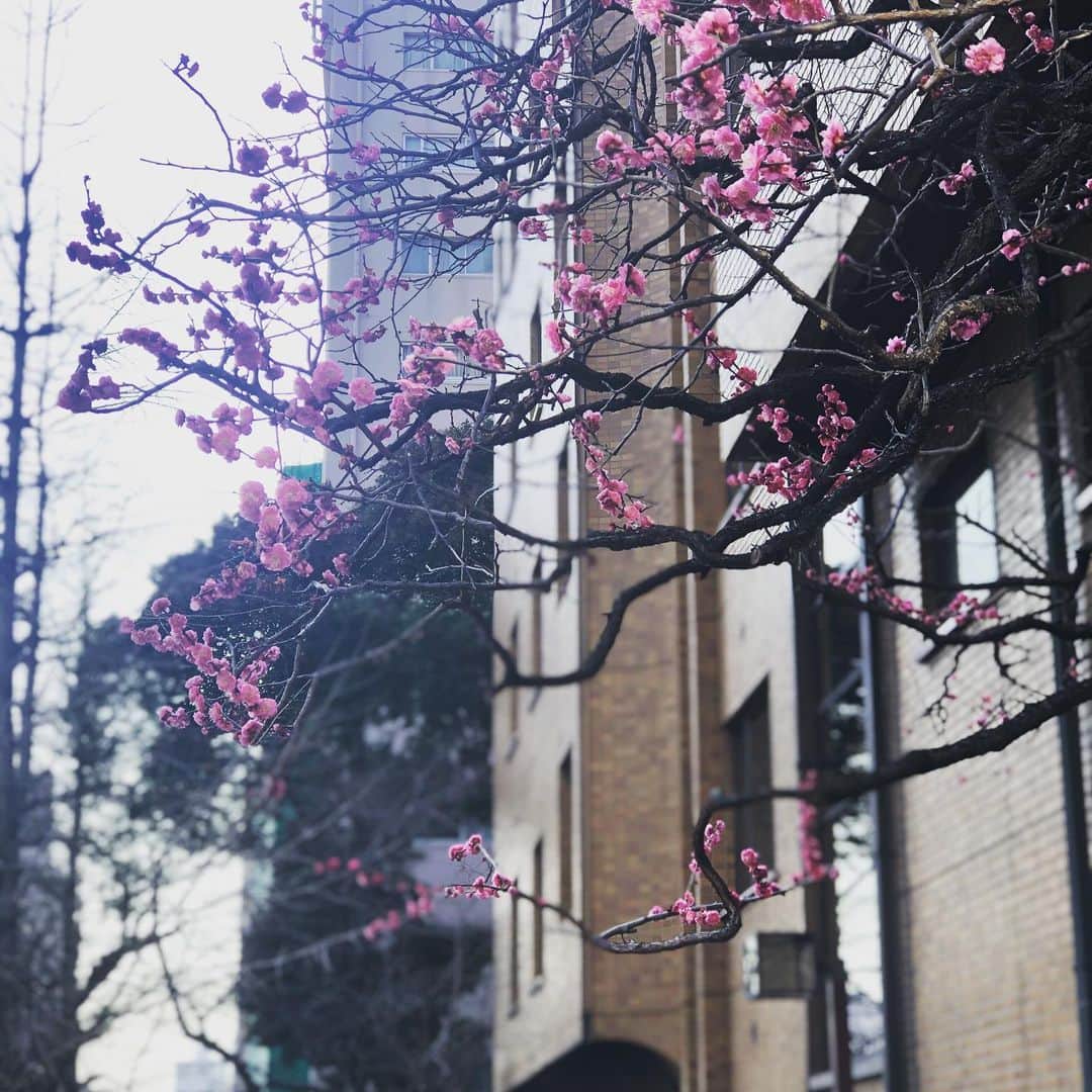 三浦瑠麗さんのインスタグラム写真 - (三浦瑠麗Instagram)「春を見つけた、散歩道。 匂い水仙よりも梅の香が際だつ。 あなたの日々がこれからも光に満ちていますように。」2月7日 20時52分 - lullymiura