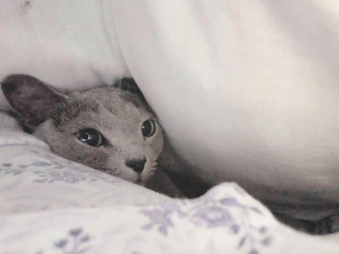 I love Russianblueのインスタグラム：「毎晩、股の間で寝る照ちゃん💤 ・ ・ ・ #Russianblue #catlife #katze #catsofinstagram #にゃんだふるらいふ #cutecat #catlover #kitty #ねこ#ilovemycat #cute #猫 #gato #러시안블루 #にゃんこ #kot #catvideo #kitten  #instacat #meow #cats #cats_of_Instagram  #ふわもこ部  #にゃんすたぐらむ #weeklyfluff #catloversworld #dailyfluff #고양이  #냥스타그램 #ロシアンブルー」