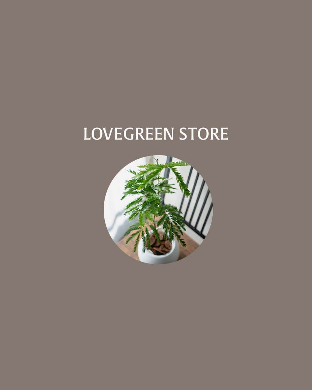 LOVEGREEN -植物と暮らしを豊かに。さんのインスタグラム写真 - (LOVEGREEN -植物と暮らしを豊かに。Instagram)「【アクアテラポットコレクション】  白いコロンとした陶器鉢が可愛いアクアテラポット。  「観葉植物が欲しいけど…」 と悩んでいる方にこそぜひみて欲しい。 厳選した育てやすくてかっこいい植物を、底面吸水という機能性抜群の鉢に入れたアクアテラポットは手軽にグリーンライフを始めたい方にまさにぴったり。 機能性とインテリア性と、どちらもかなえてくれるのであとは好みの植物を選ぶだけ。  No.01 シェフレラ・コンパクタホンコン  No.02 シェフレラ・トリネッティー  No.03 エバーフレッシュ  No.04 ベンガレンシス  どれを選んでも気に入ること間違いなし。 あなたはどの植物を選びますか？  プロフィールのリンクからも、お値段やサイズなど詳しい情報がご覧いただけます。 → @lovegreen_official   #観葉植物のある暮らし #インテリアグリーン #インテリアグリーンのある暮らし #アクアテラポット #シェフレラ #エバーフレッシュ #フィカス #ベンガレンシス #ゴムの木 #観葉植物初心者 #植物が好き #植物と暮らす #植物を育てる」2月7日 21時00分 - lovegreen_official