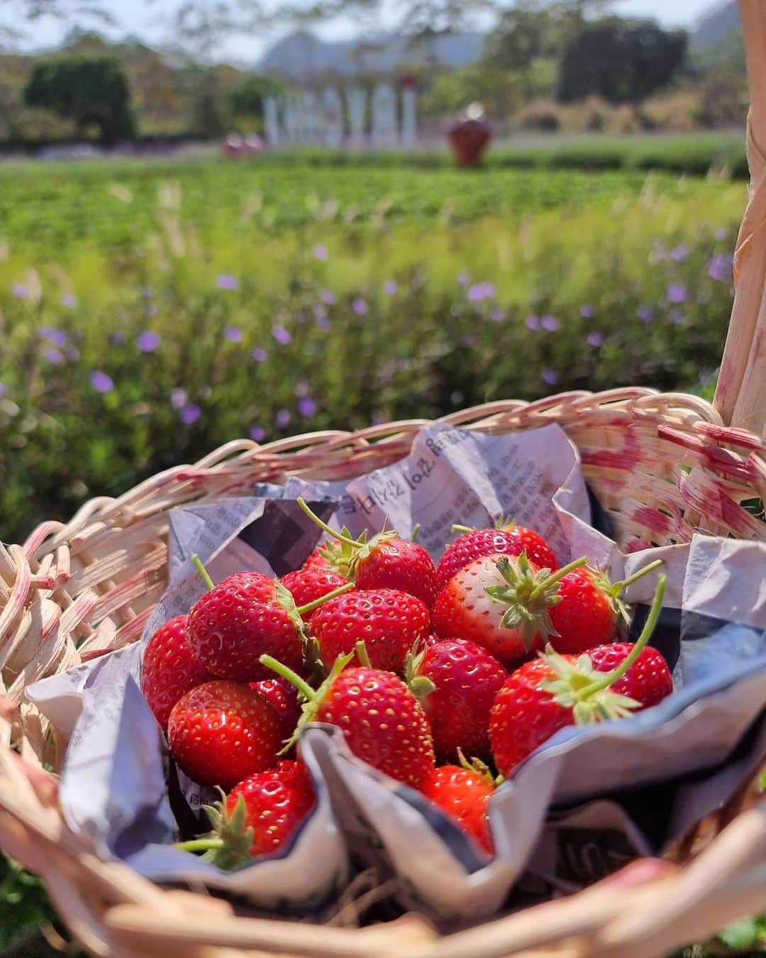 Araya Alberta Hargateのインスタグラム：「🍓🐒🐒&👩🏻‍🦱」