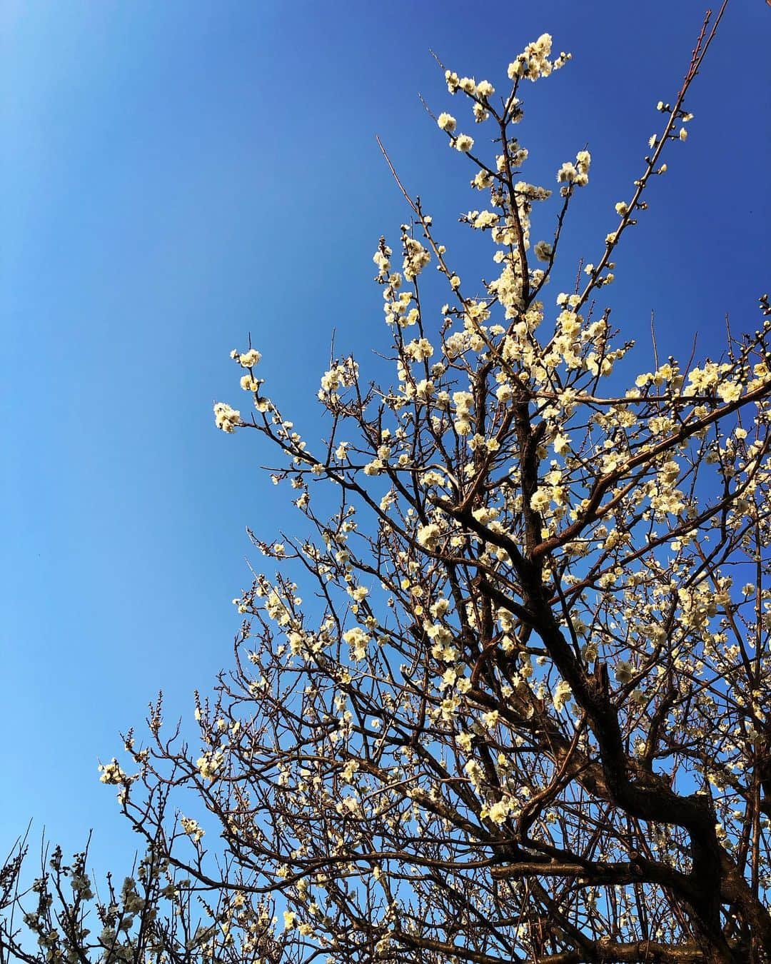 飯沼誠司のインスタグラム：「庭にある梅の木に花が咲いた。 梅の花はとても良い香り。 #plumblossom  #plumtree  #goodsmell  #mygarden」