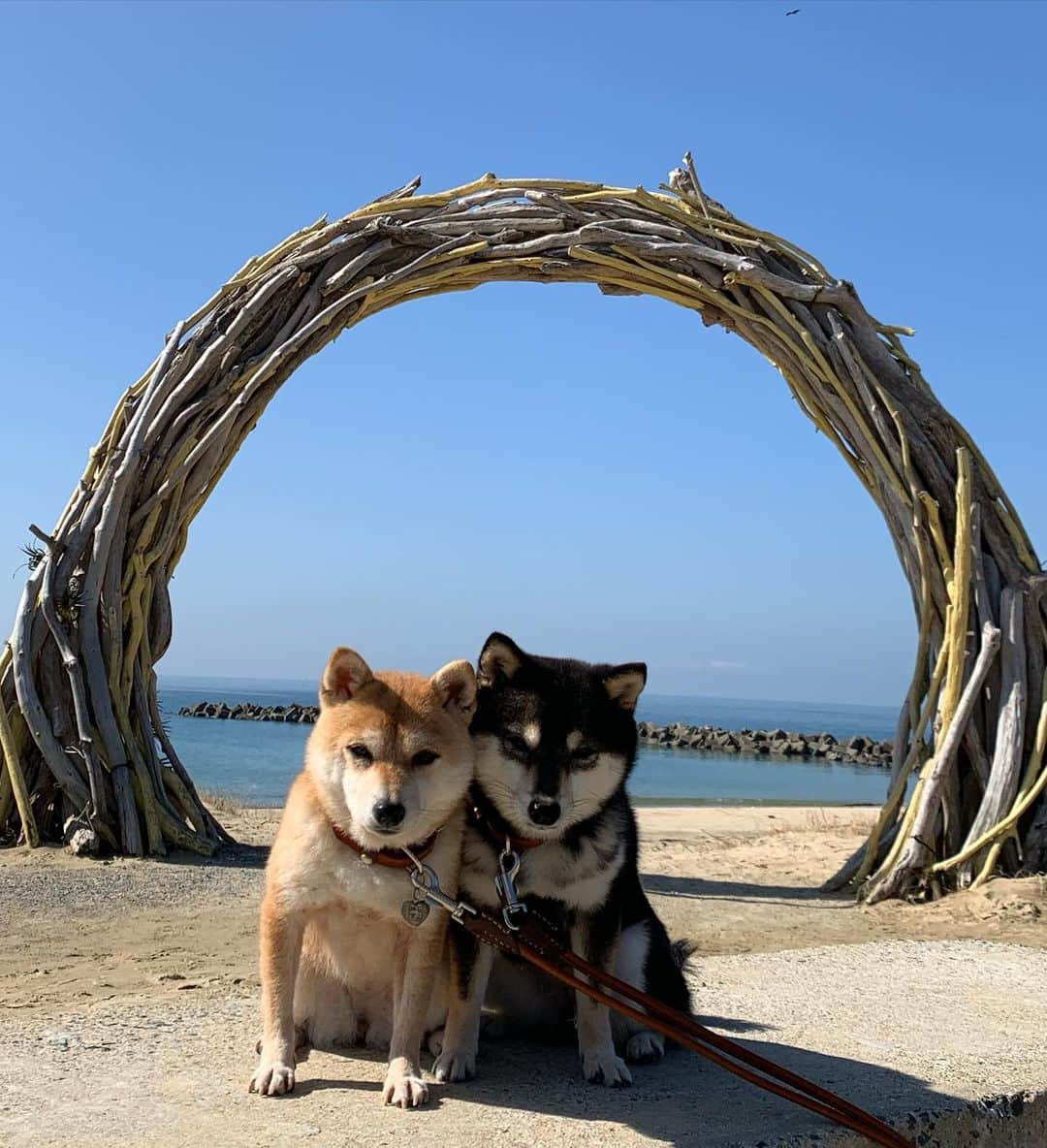 豆柴なつ&ふゆのグルメインスタ
