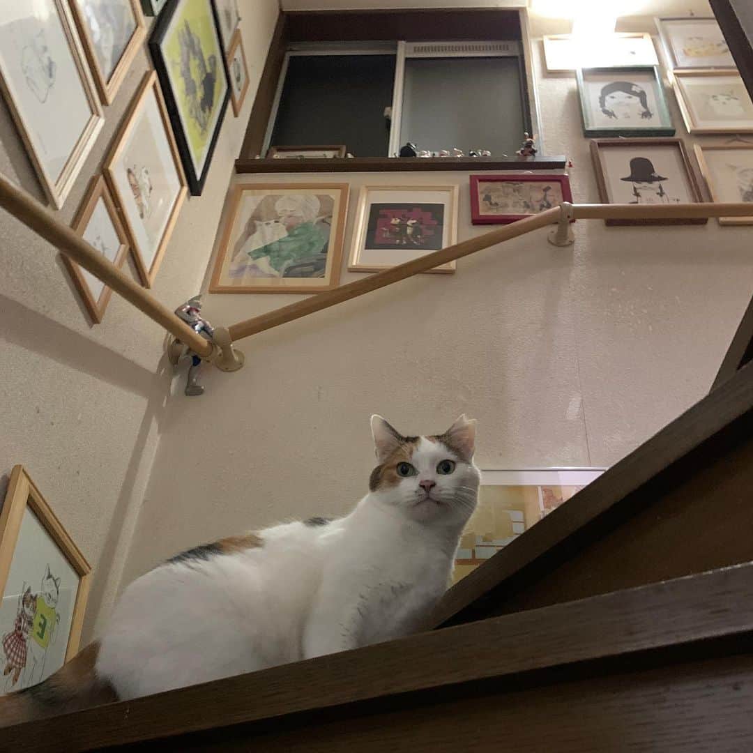 Kachimo Yoshimatsuさんのインスタグラム写真 - (Kachimo YoshimatsuInstagram)「1.5階あたり。 #うちの猫ら #mikeko #猫 #ねこ #cat #ネコ #catstagram #ネコ部 http://kachimo.exblog.jp」2月7日 21時07分 - kachimo