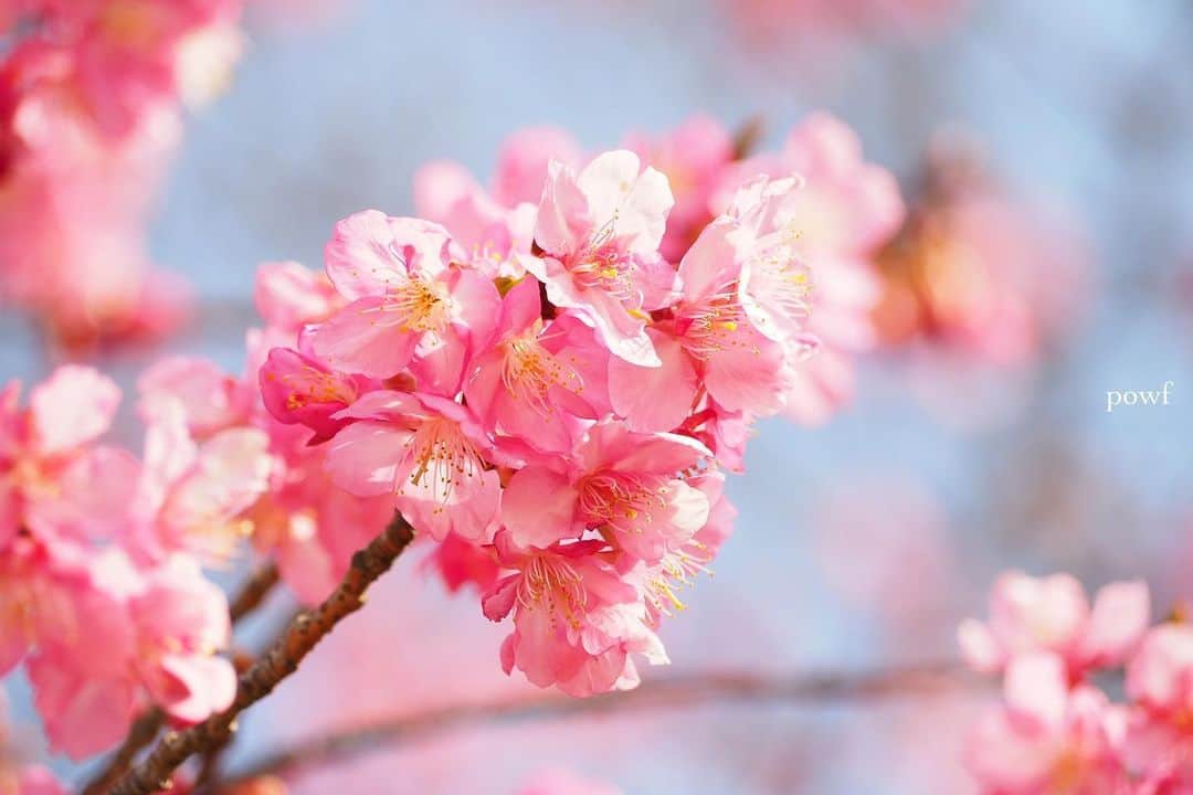 anemone_69のインスタグラム：「⋆*❁*⋆ฺ｡* blooming . #カワヅザクラ #河津桜 #sakura #サクラ #桜 #cherryblossom . #近所の公園 (東京) . . .」