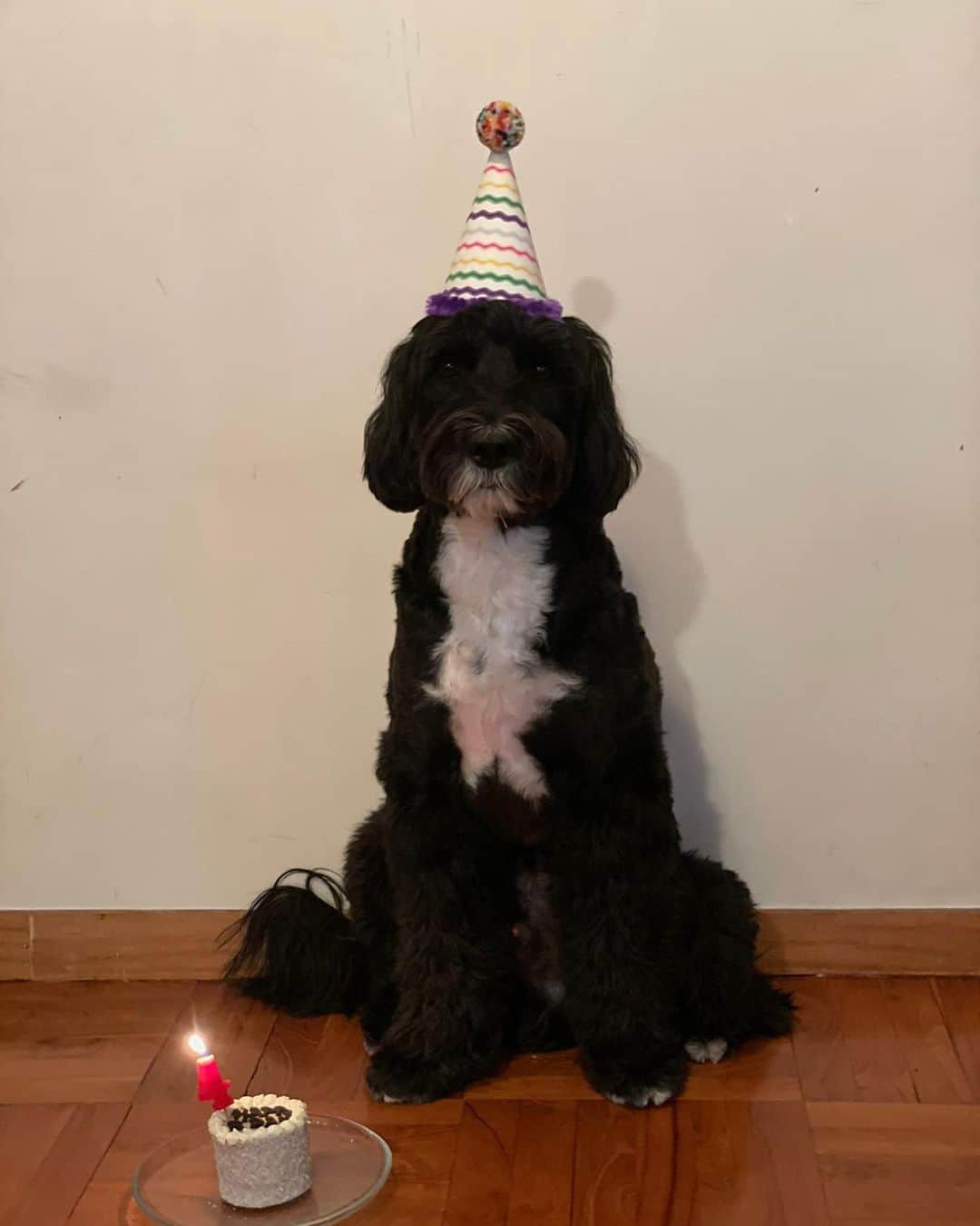 余文樂さんのインスタグラム写真 - (余文樂Instagram)「HAPPY BIRTHDAY TO MY BOY  Miss you so much ... #Rocco」2月8日 2時49分 - lok666