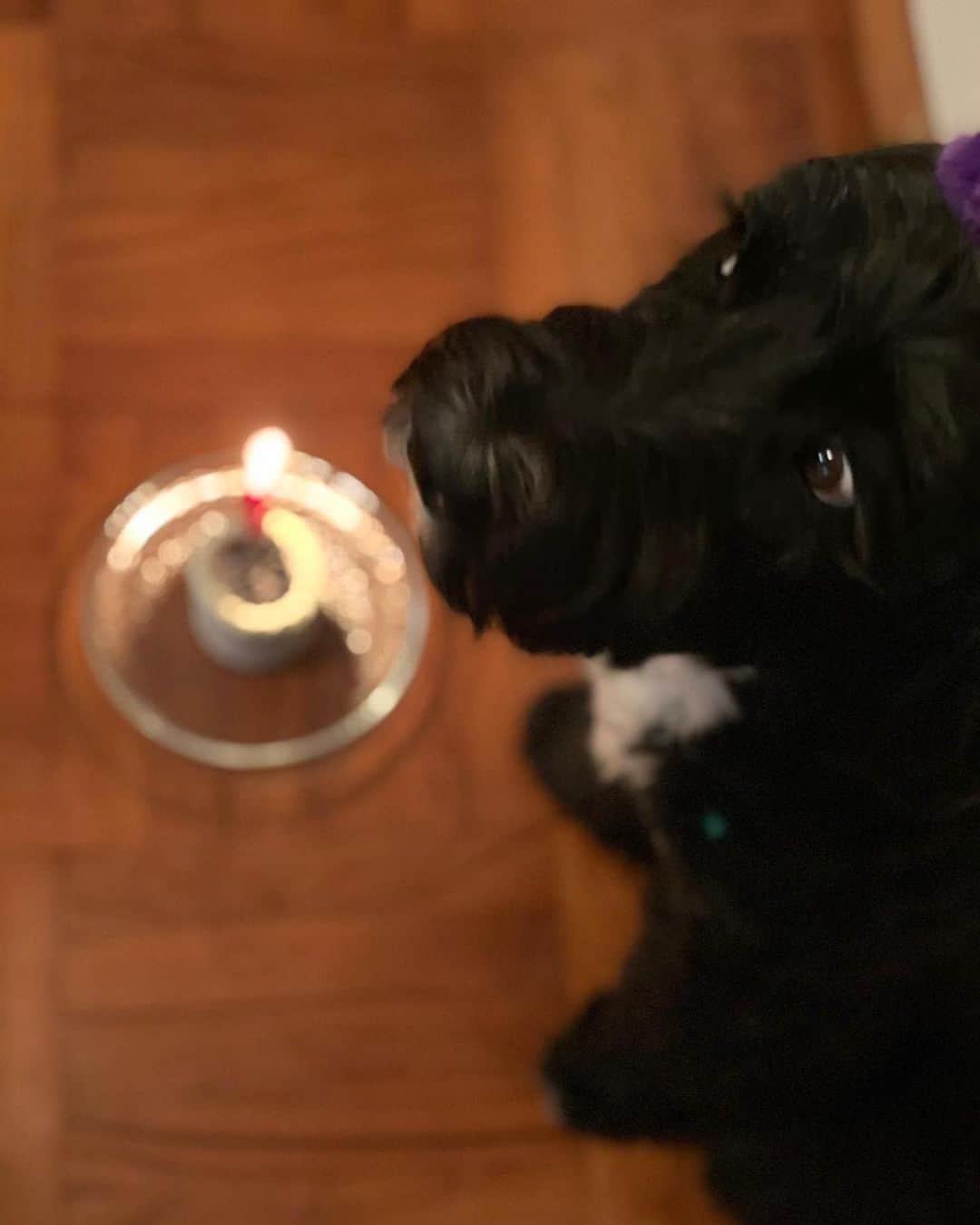 余文樂さんのインスタグラム写真 - (余文樂Instagram)「HAPPY BIRTHDAY TO MY BOY  Miss you so much ... #Rocco」2月8日 2時49分 - lok666