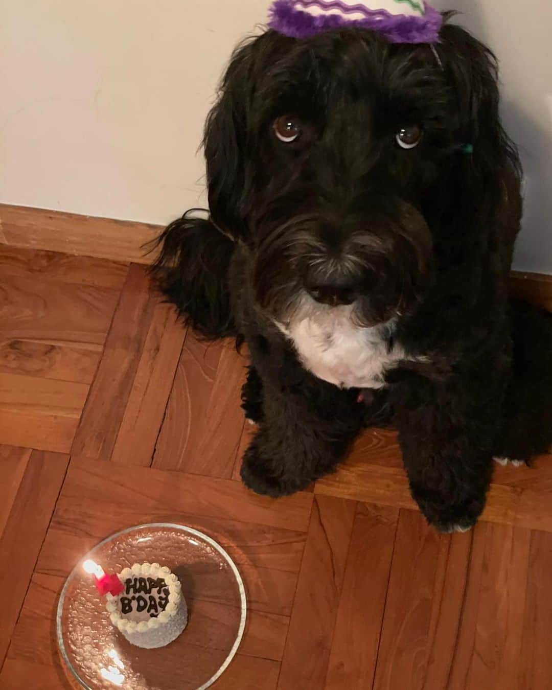 余文樂さんのインスタグラム写真 - (余文樂Instagram)「HAPPY BIRTHDAY TO MY BOY  Miss you so much ... #Rocco」2月8日 2時49分 - lok666