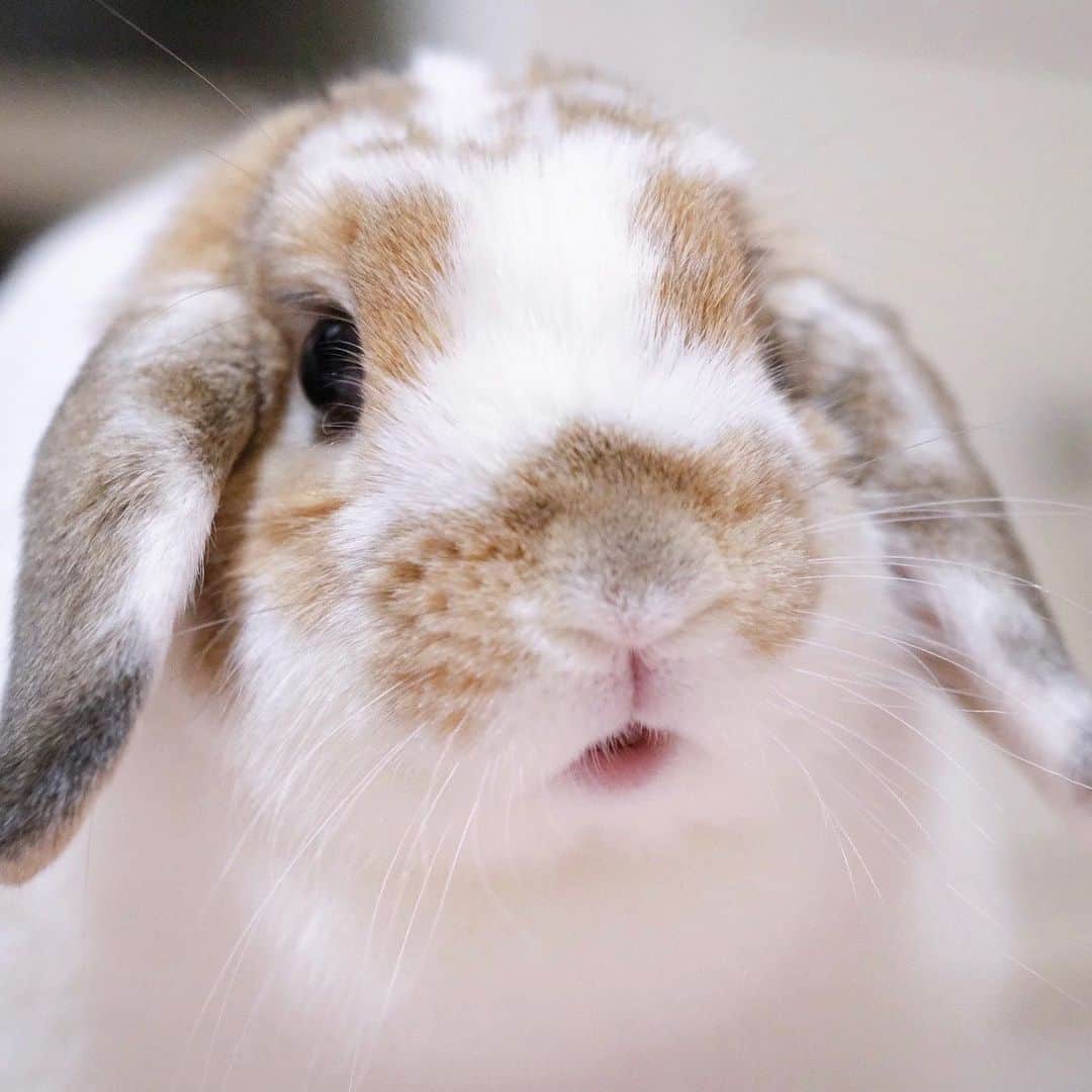 usagraphのインスタグラム：「もうすぐ日曜日が終わってしまう事に気づいた時の飼い主の顔のモノマネ(ちょうどサザエさんが始まる頃)  休みの日は時間が早いっ😭 ＊ ＊ ＊ #うさぎ　#rabbit #bunny #アニマル写真部　＃instabunnies #igersjp  #tokyocameraclub #東京カメラ部  #bunnystagram  #うさぎ部 #ホーランドロップ #hollandlop  #ファインダー越しの私の世界  #myfujilove  #今日もx日和　#cutepets」