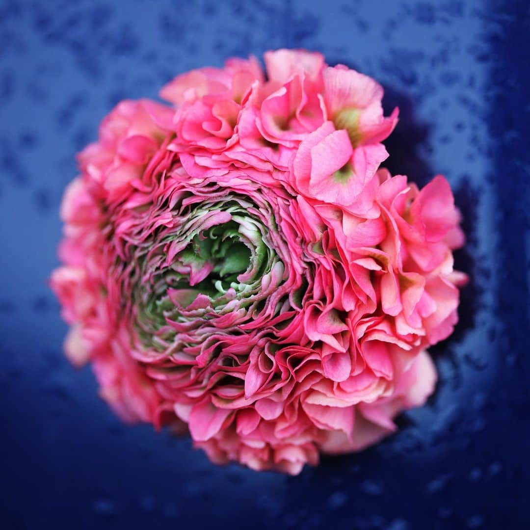 ニコライ・バーグマン・フラワーズ＆デザインさんのインスタグラム写真 - (ニコライ・バーグマン・フラワーズ＆デザインInstagram)「Ranunculus, my favorite spring flower. #spring#favorite#nicolaibergmann #ニコライバーグマン #ラナンキュラス」2月7日 21時56分 - nicolaibergmann
