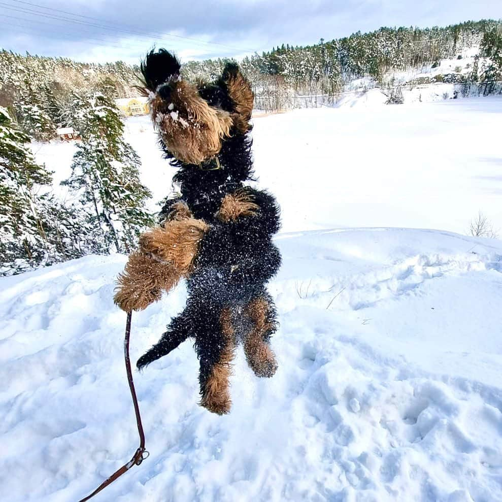 FluffyPackのインスタグラム：「Happy Fluffy Sunday!🤪😎 . #weeklyfluff #dogsofinstagram #barkbox #thedodo #sweden #funny #dogs #pedigree #agriahund #lol #omg #cockapoo #weekend #animalsco #sunday」