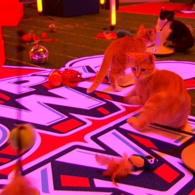 アニマルプラネットさんのインスタグラム写真 - (アニマルプラネットInstagram)「Get ready for a purrrrfect Kitty Halftime Show with none other thant DJ Grand Master Scratch!😻  See photos from the kitty rehearsal before #PuppyBowl begins TODAY at 2P on #discoveryplus. 📲 discoverypl.us/2L1fLrX  #discoverypllus #halftimeshow #kittyhalftimeshow #catsofinstagram #kittylife」2月7日 22時00分 - animalplanet