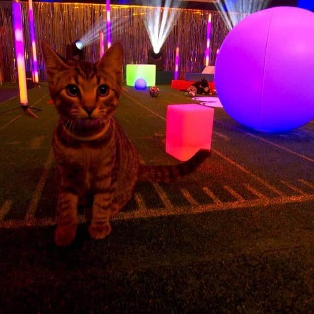 アニマルプラネットさんのインスタグラム写真 - (アニマルプラネットInstagram)「Get ready for a purrrrfect Kitty Halftime Show with none other thant DJ Grand Master Scratch!😻  See photos from the kitty rehearsal before #PuppyBowl begins TODAY at 2P on #discoveryplus. 📲 discoverypl.us/2L1fLrX  #discoverypllus #halftimeshow #kittyhalftimeshow #catsofinstagram #kittylife」2月7日 22時00分 - animalplanet