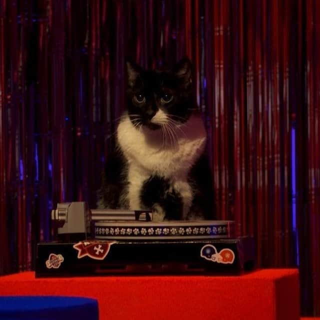 アニマルプラネットさんのインスタグラム写真 - (アニマルプラネットInstagram)「Get ready for a purrrrfect Kitty Halftime Show with none other thant DJ Grand Master Scratch!😻  See photos from the kitty rehearsal before #PuppyBowl begins TODAY at 2P on #discoveryplus. 📲 discoverypl.us/2L1fLrX  #discoverypllus #halftimeshow #kittyhalftimeshow #catsofinstagram #kittylife」2月7日 22時00分 - animalplanet