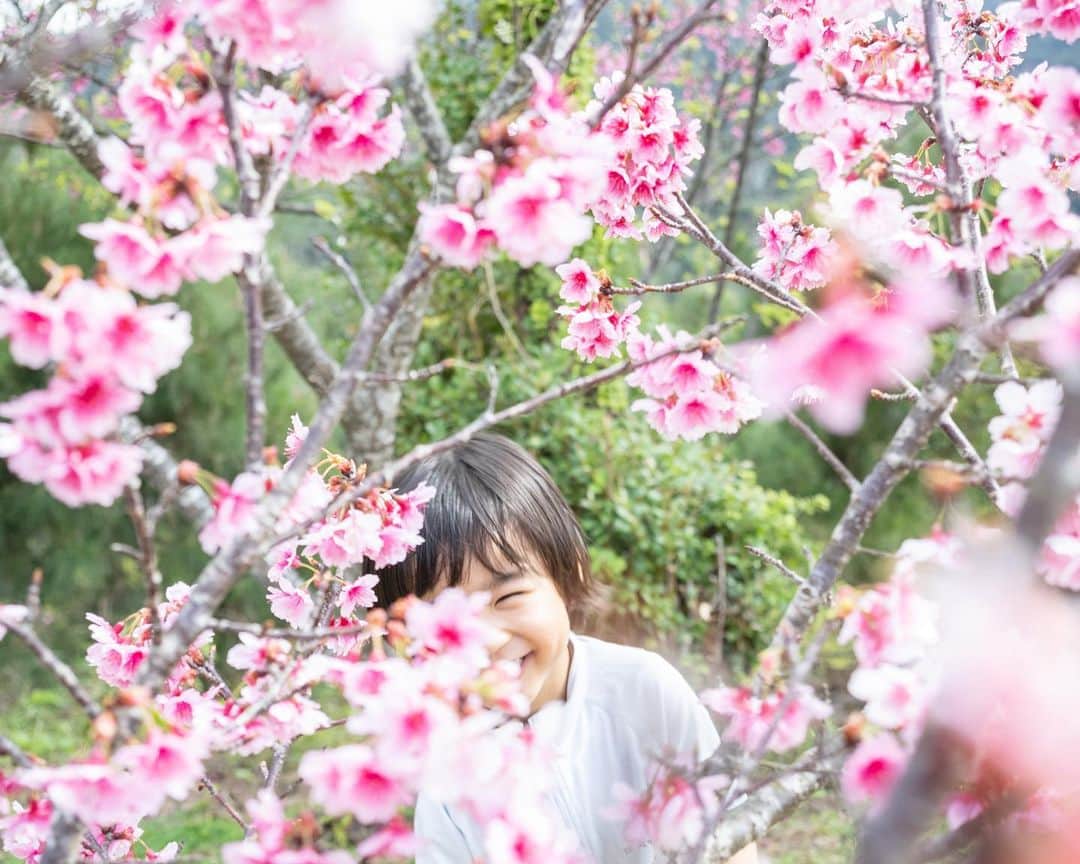 セソコマサユキさんのインスタグラム写真 - (セソコマサユキInstagram)「八重岳で桜を見てきました。  #沖縄 #ヒカンザクラ #八重岳」2月7日 22時05分 - sesokomasayuki
