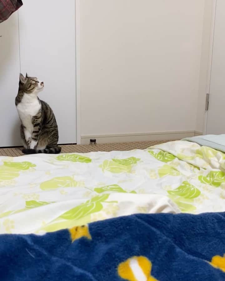 meekooのインスタグラム：「一緒に寝る日☺️🐈💕 #待っててくれる #布団には入らない派」